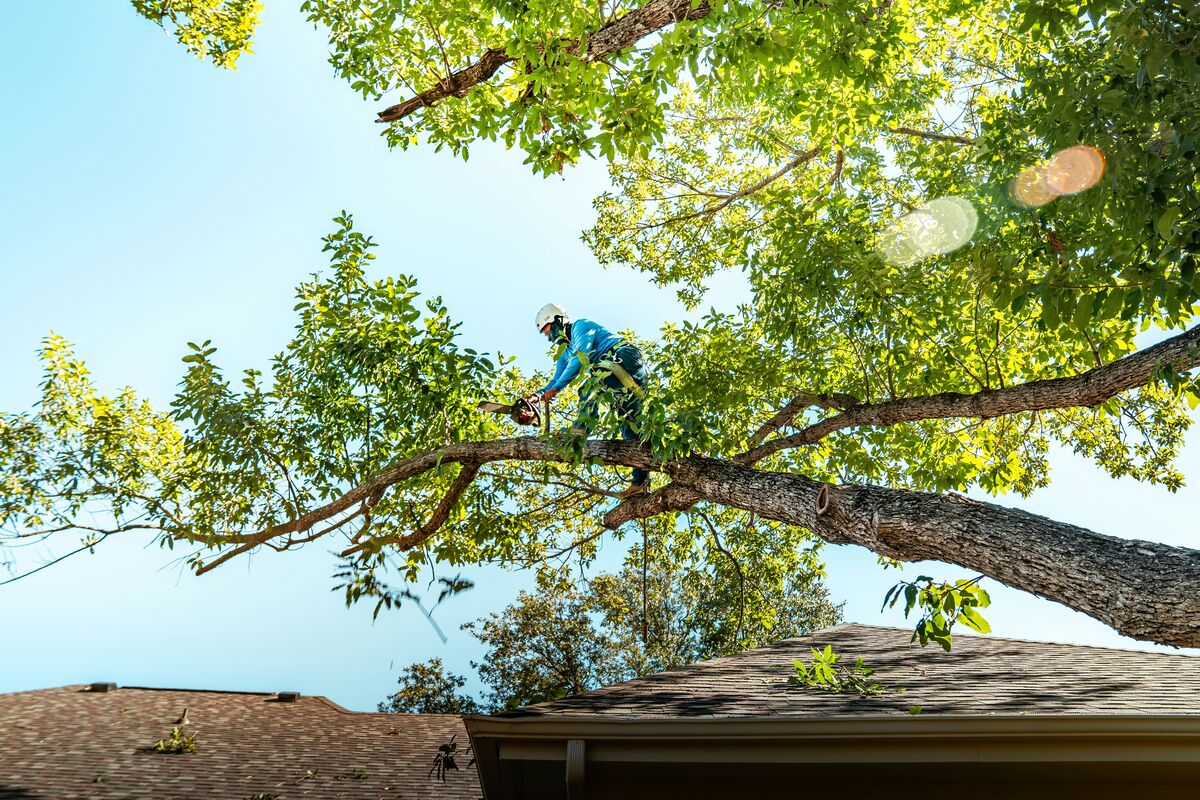 Tree Care business owner using ReviewWheel — review automation built for tree care home service businesses.